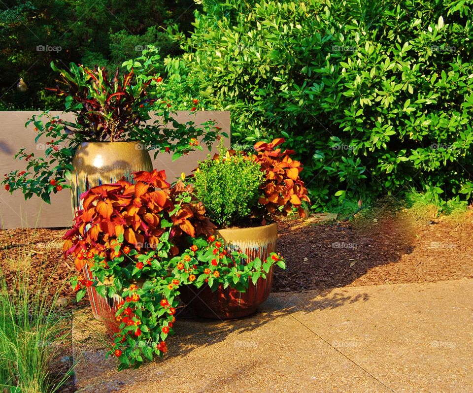 Bright flowers and flower pots