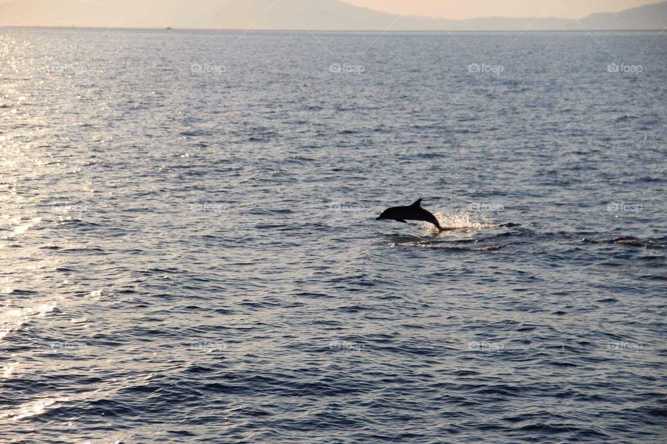 Dolphin in Greece