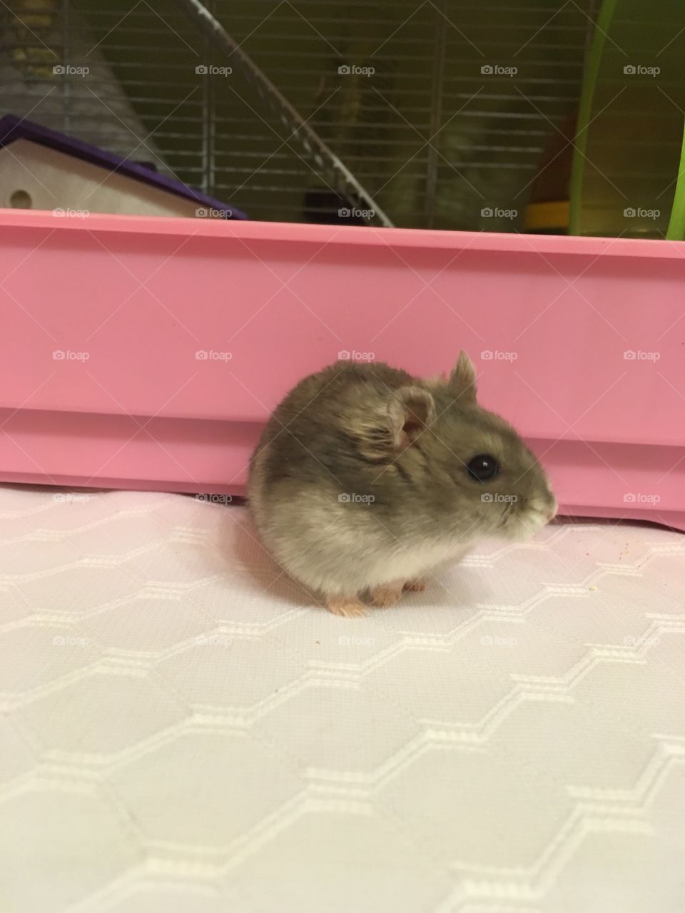 Dwarf hamster