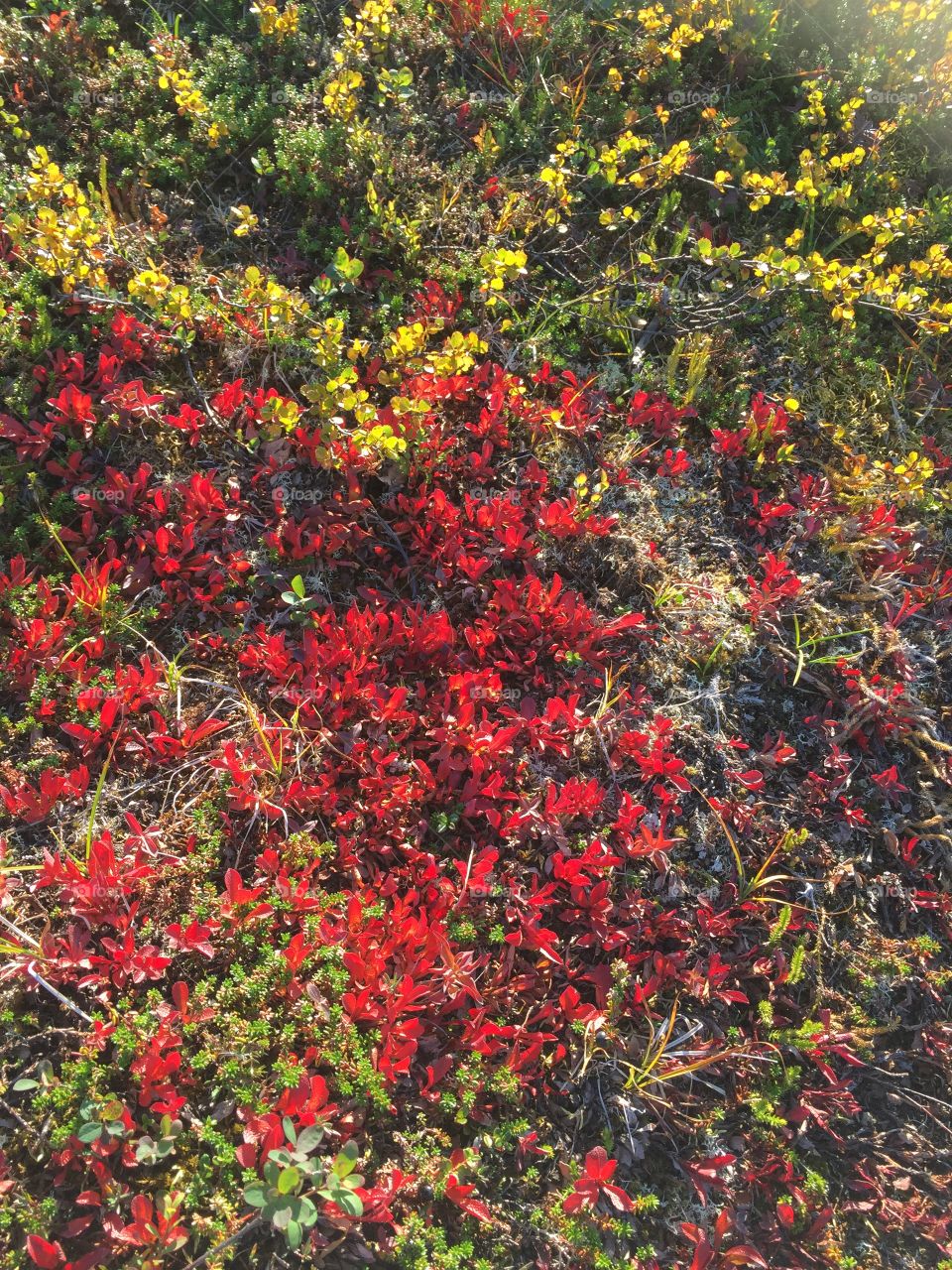 Autumn in the woods of Narvik