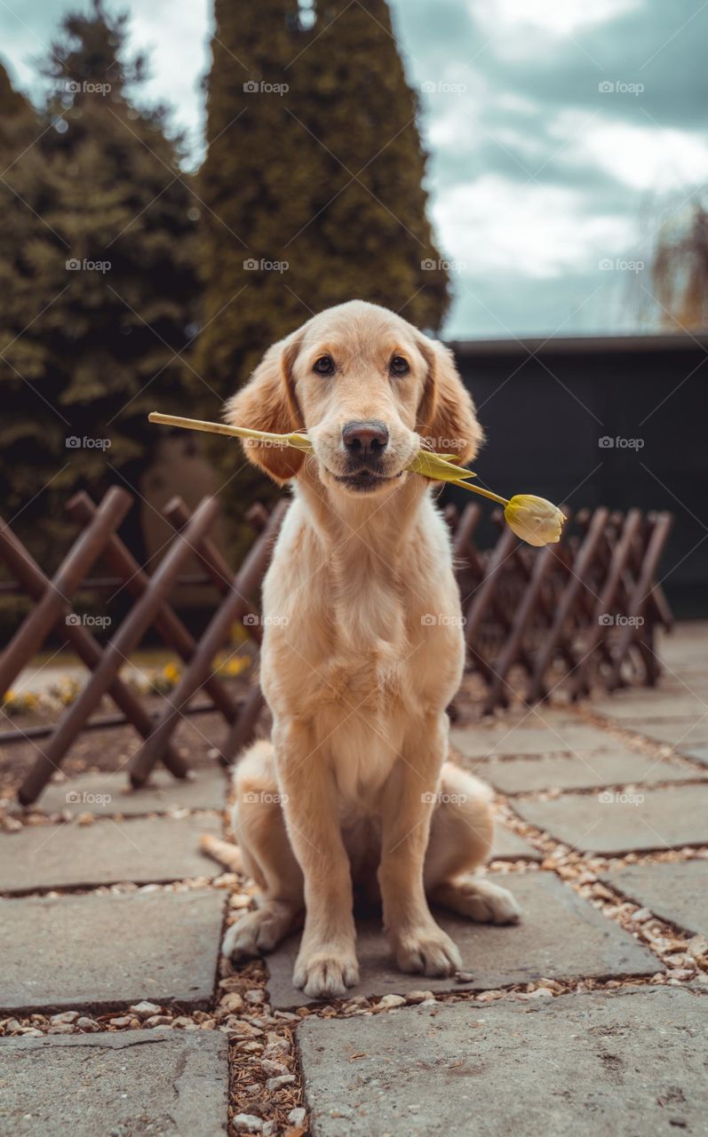 Yellow labrader retriever biting yellow tulip flower with dog