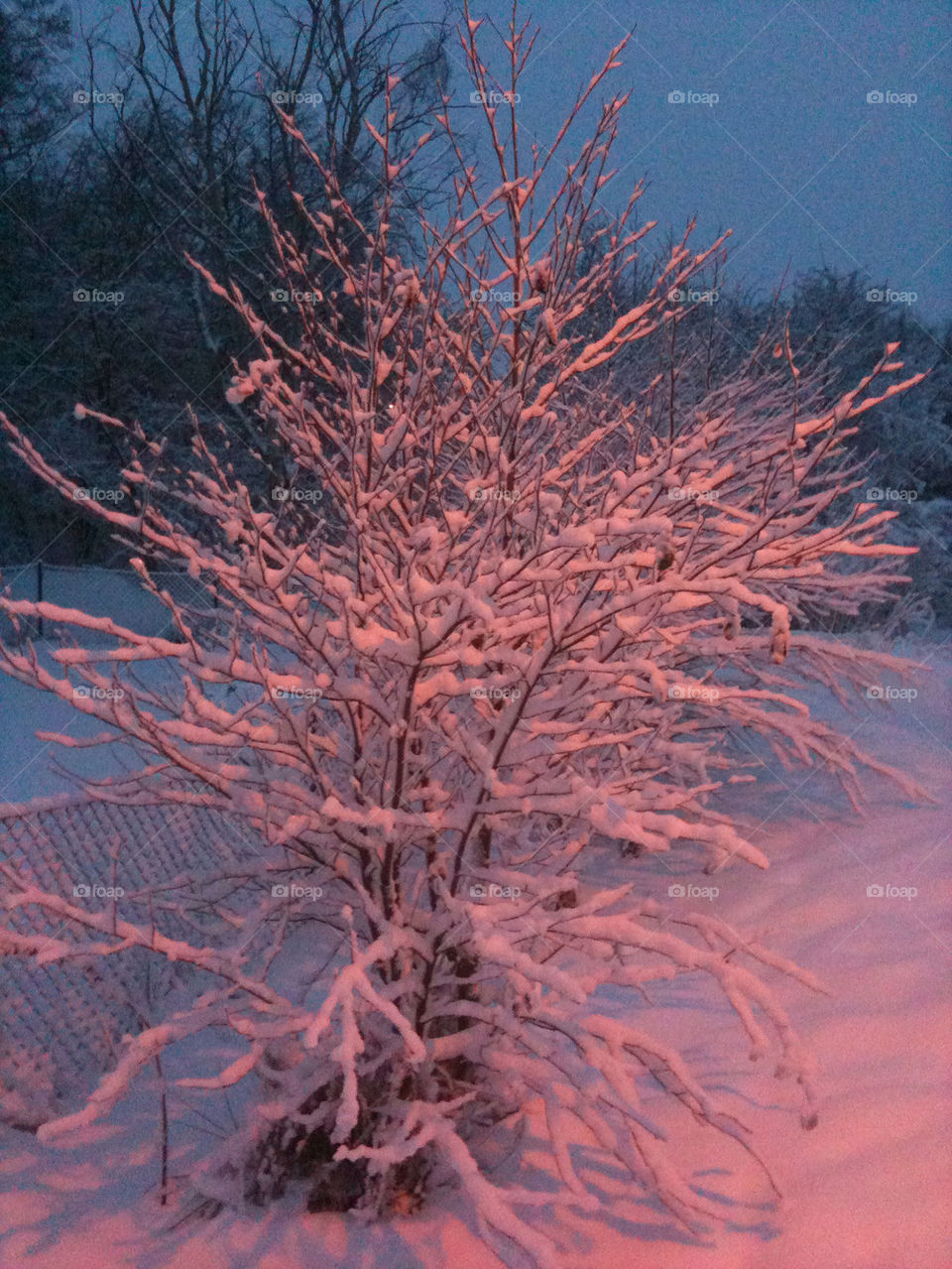 snow pink tree by shec