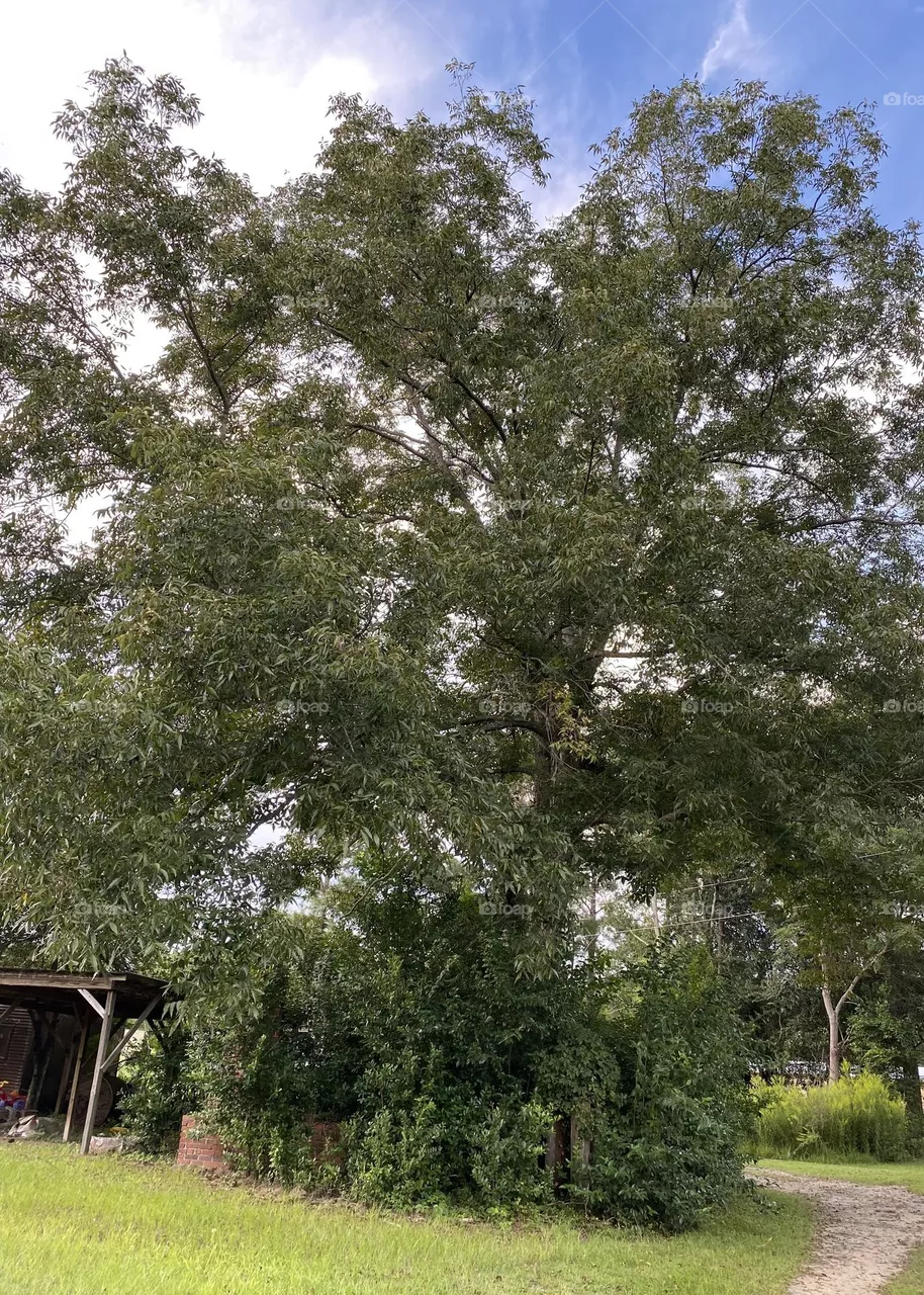 A Big beautiful walnut tree 