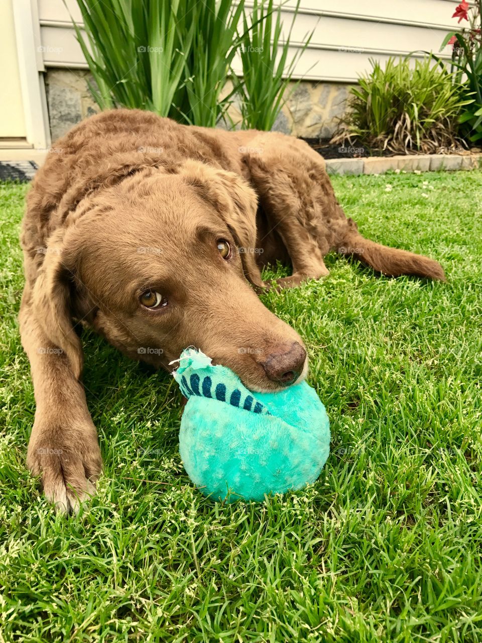 Dog Chewing Toy