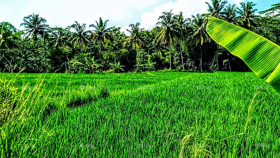 Rice fields and coconut groves