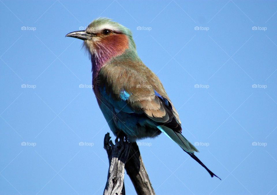 lilac breasted roller perched on a tree.