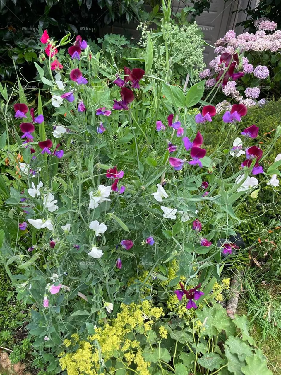 sweet pea