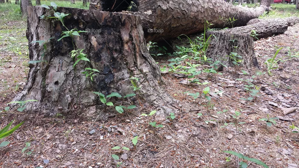 Wood, Tree, Nature, Leaf, Environment