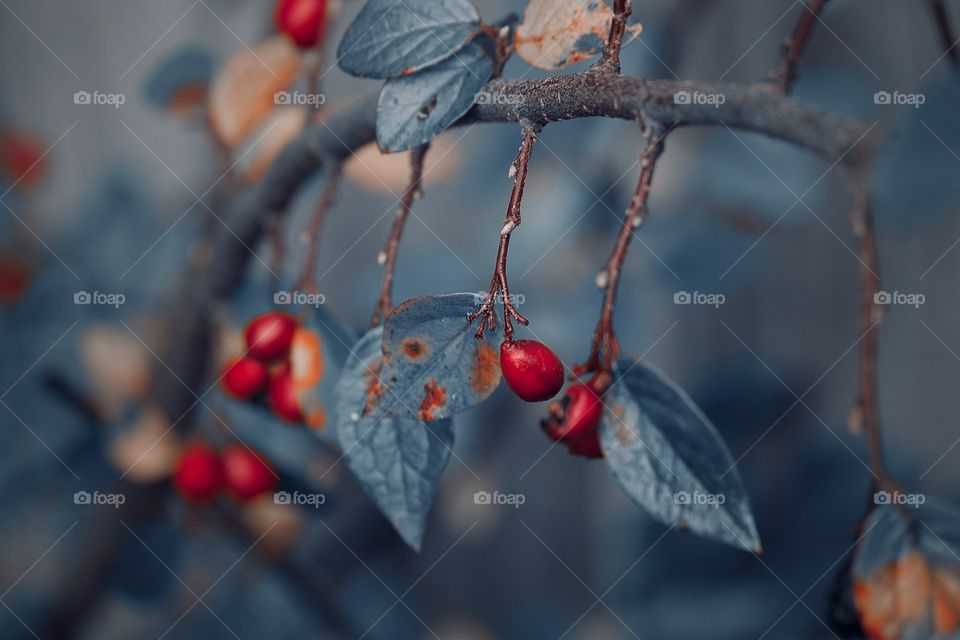 Red berries