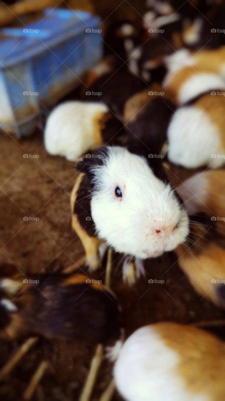 hamster selfie