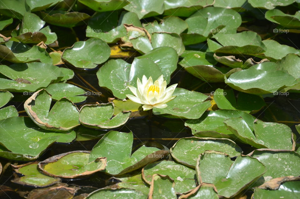yellow lotus
water
green
green
beauty of Lotus
