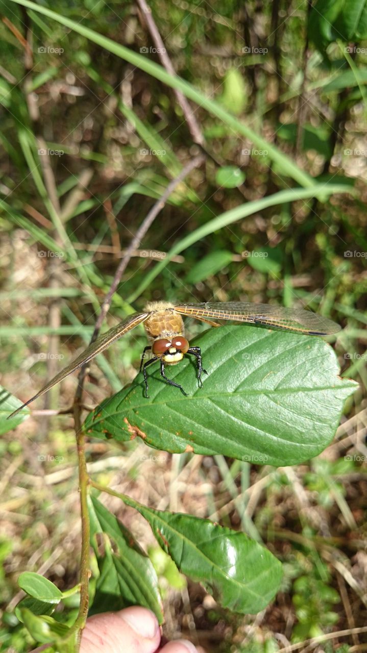 Big dragonfly on leaf