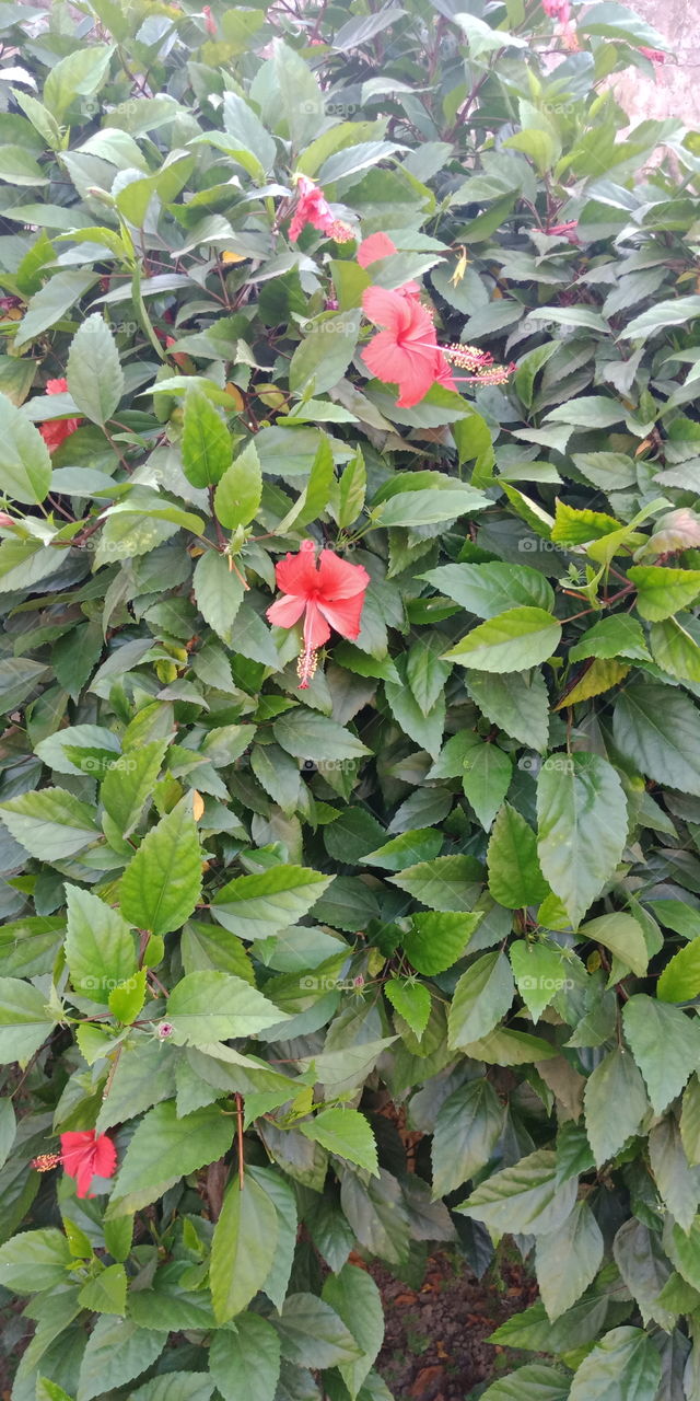 this is very good flower in india
