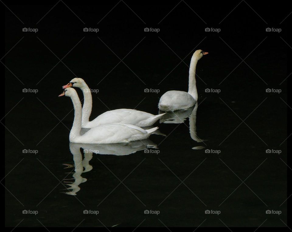 White swans on lake