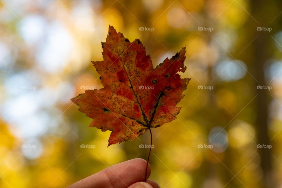Red Leaf with Golden Bokeh 