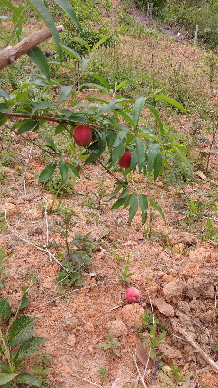 Os primeiros frutos