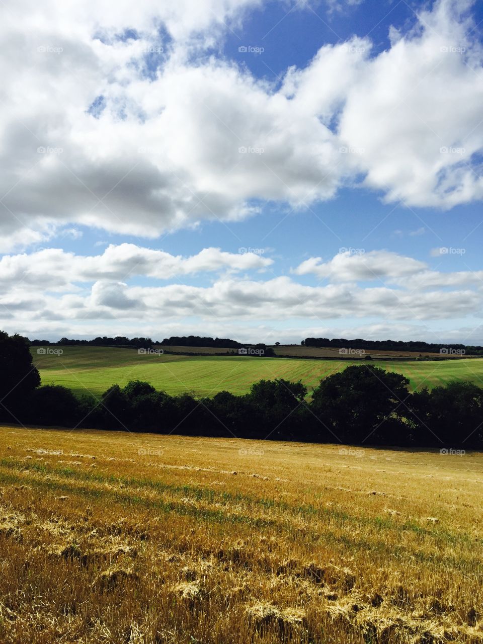 Fields of England's. Taken in West Berkshire, England
