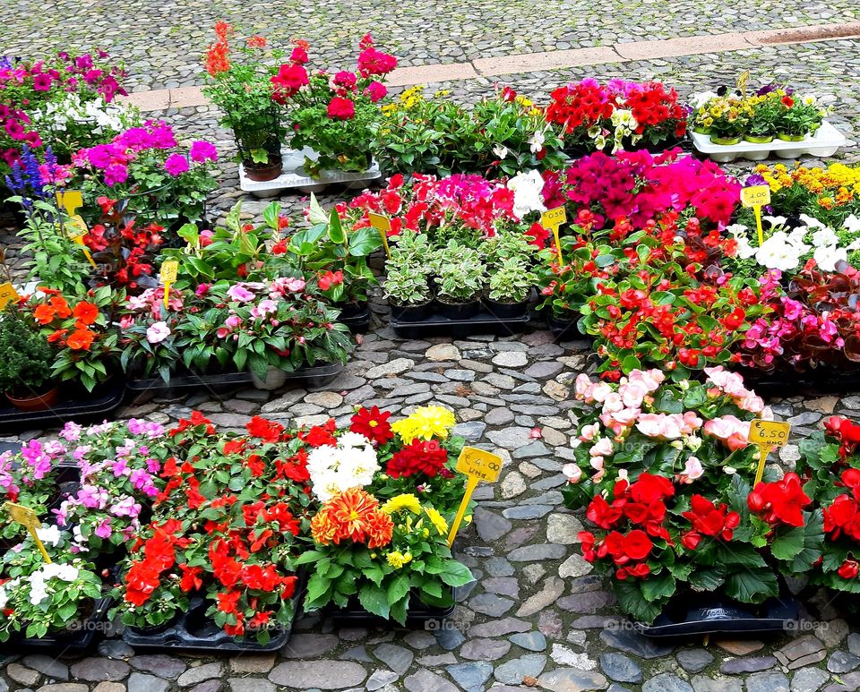 Flowers!!!😊😉💓