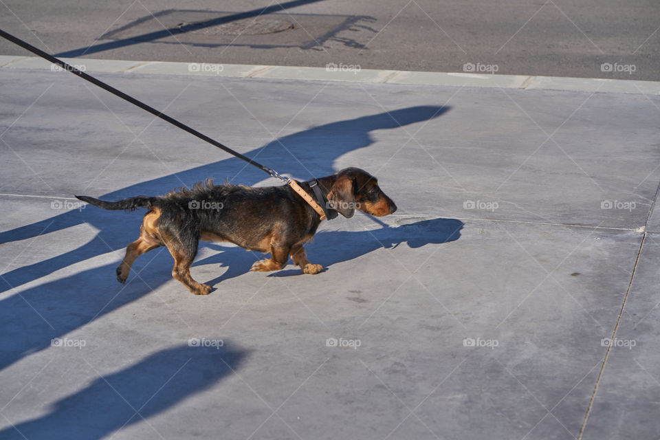 Pet and shadows 