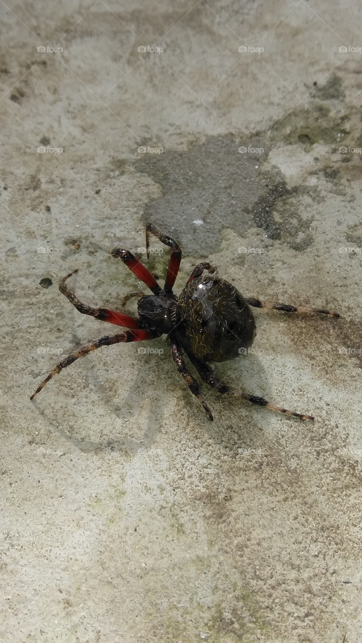 Texas spider