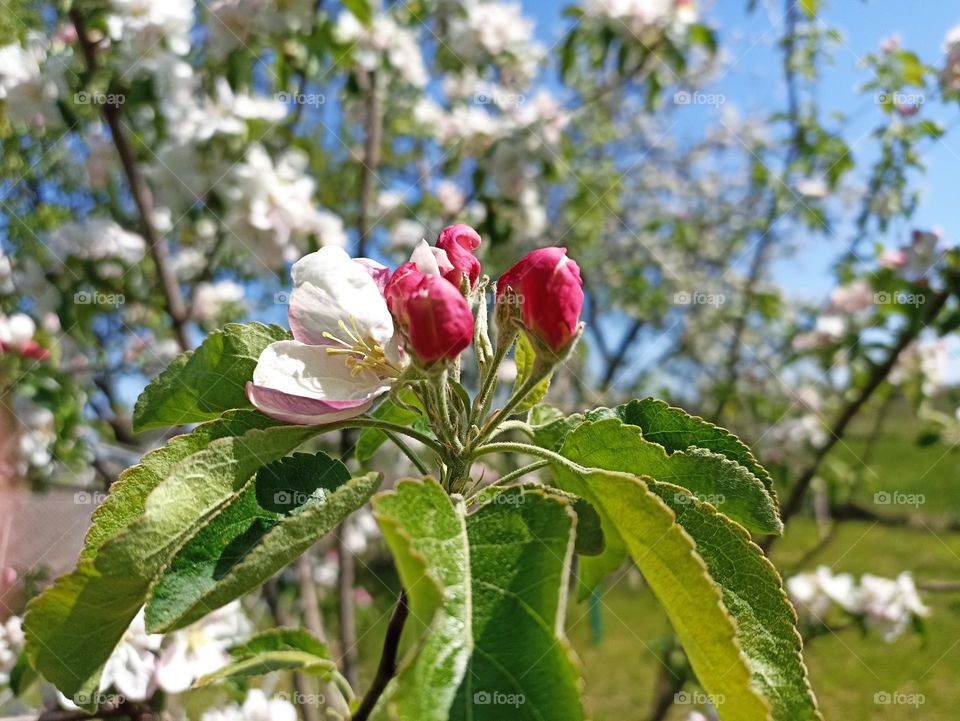 An apple is an edible fruit produced by an apple tree (Malus domestica). Blossom