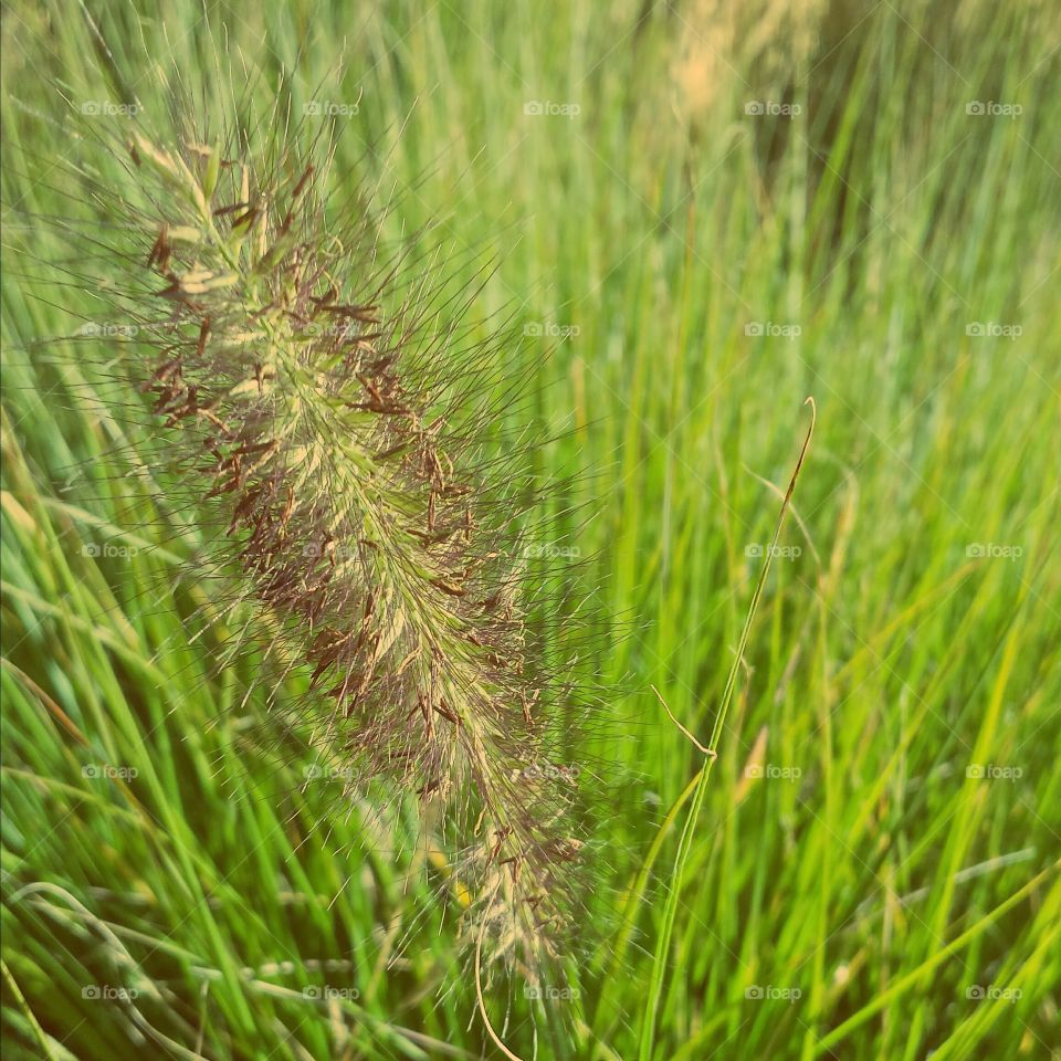grass. grass