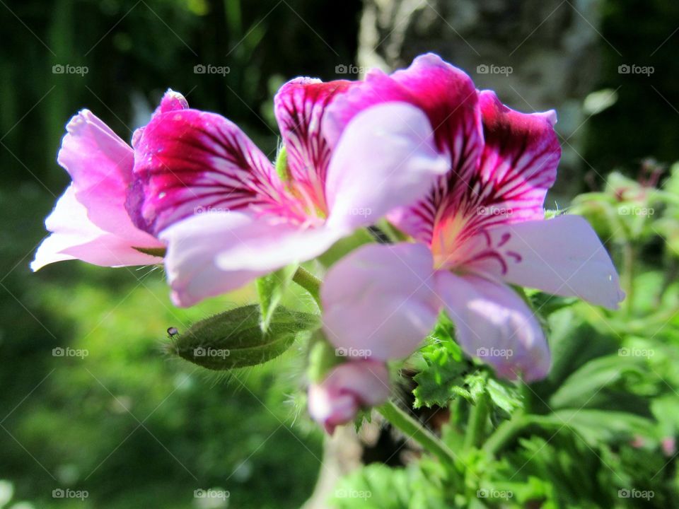 Pelargonium