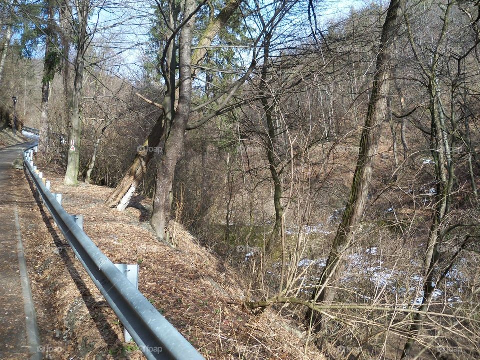 forest path