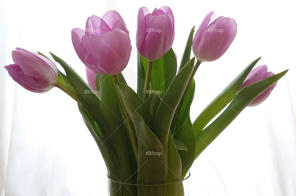 Flowers in a vase in the morning sun🌷🌷Pale pink tulips🌷 🌷