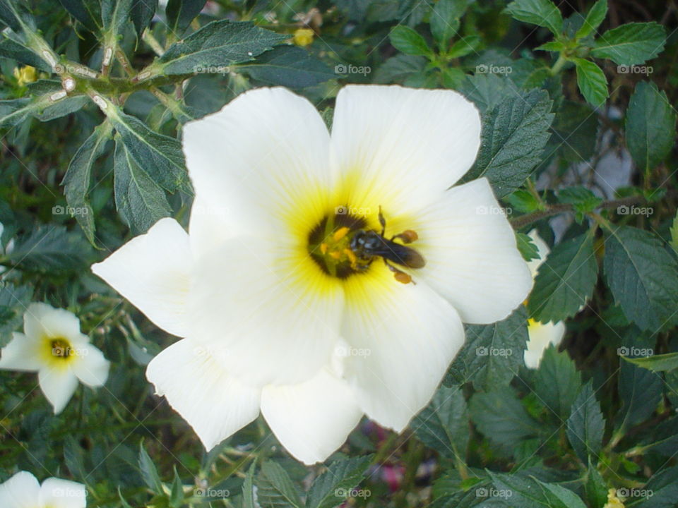 abelha e flor