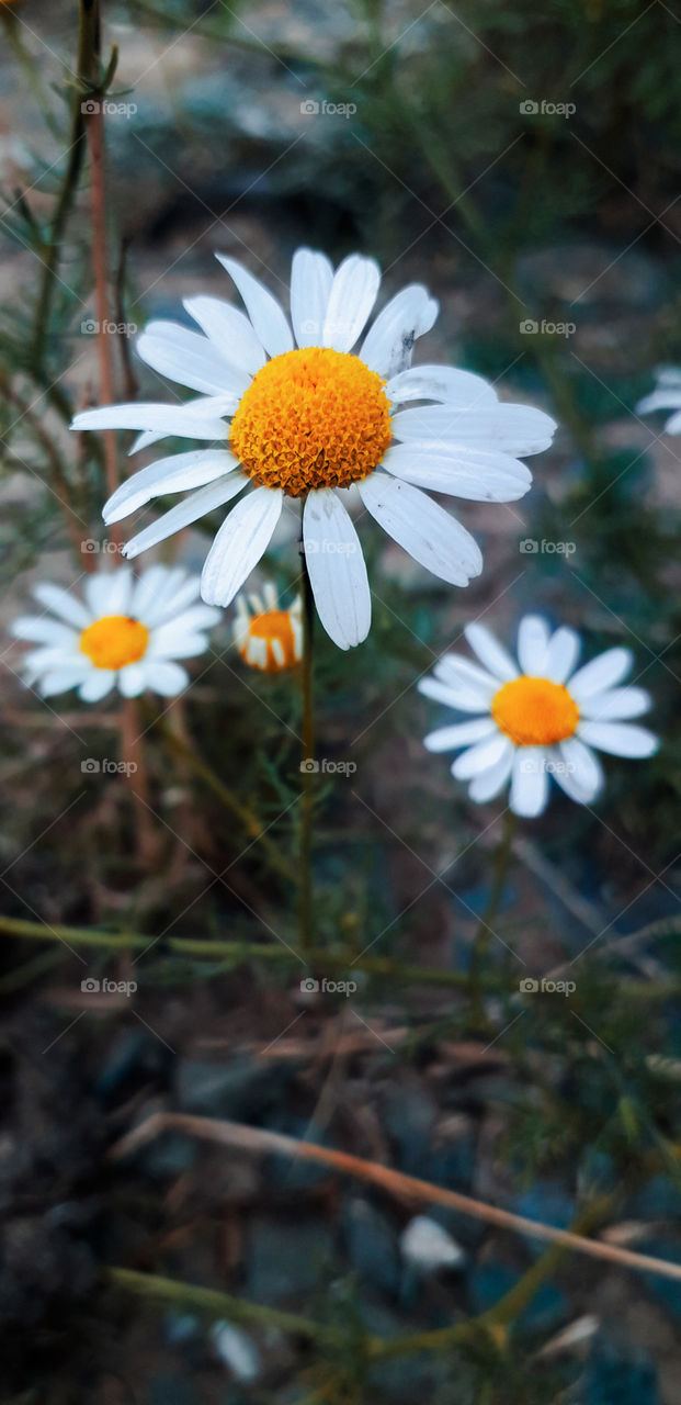 Daisies