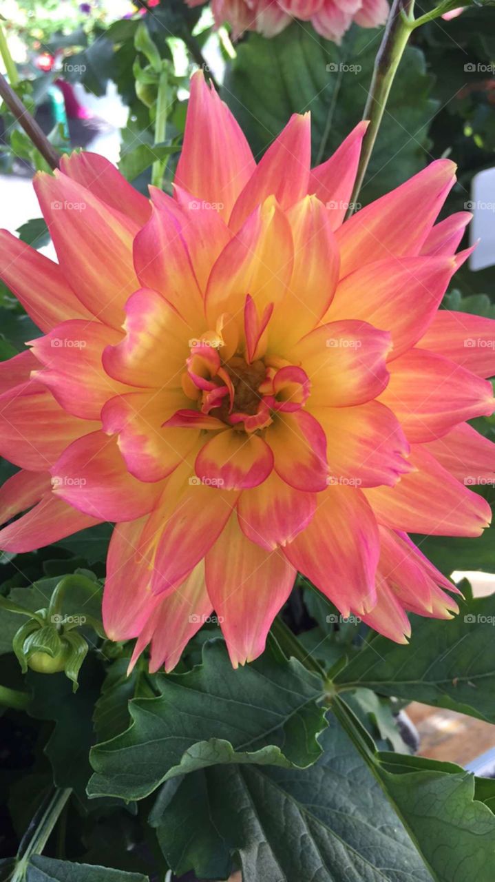 Straight in close up of a bright dahlia. 