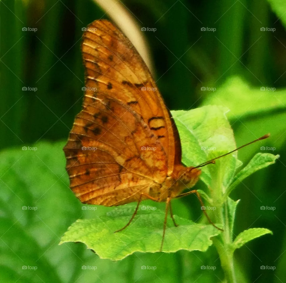 butterfly in the nature