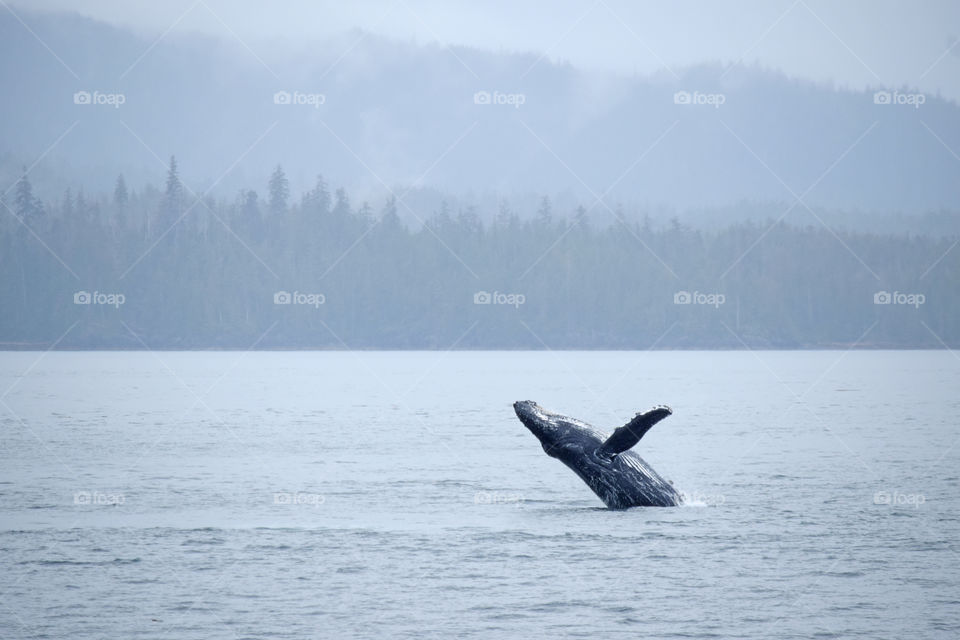 Humpback whale 