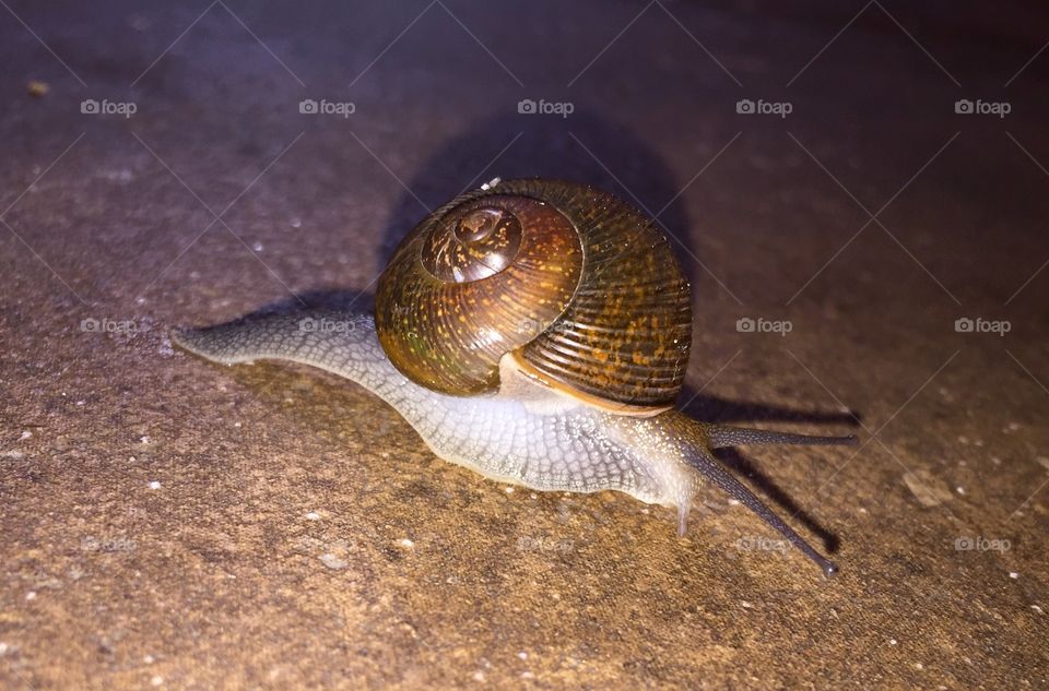 Snail 