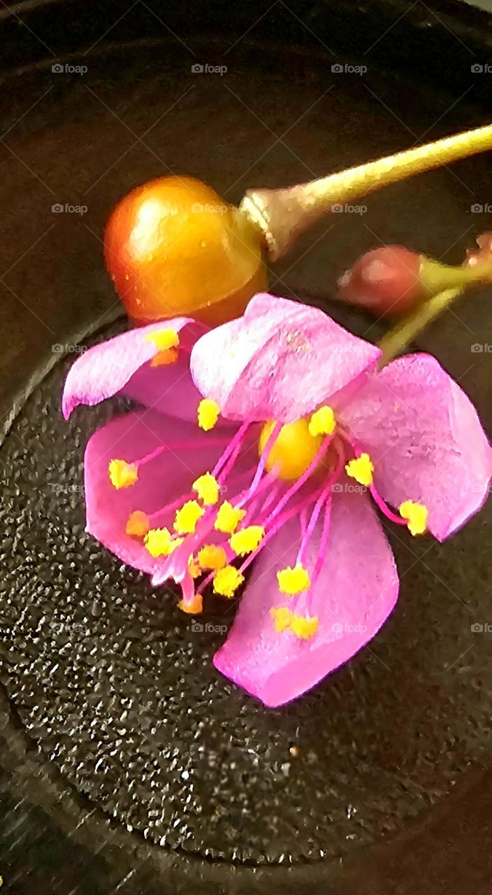 The beauty of a delicate, little, pink flower in a macro shot that showcases the thin petals and yellow pistils. Talinum fruticosum or portulaca.