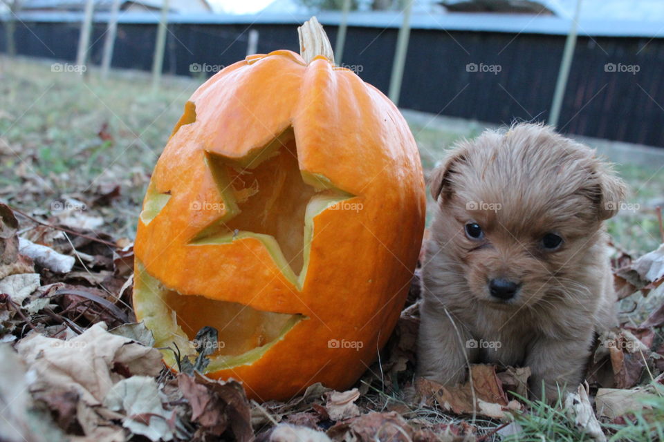 halloween's pumpkin and little dog