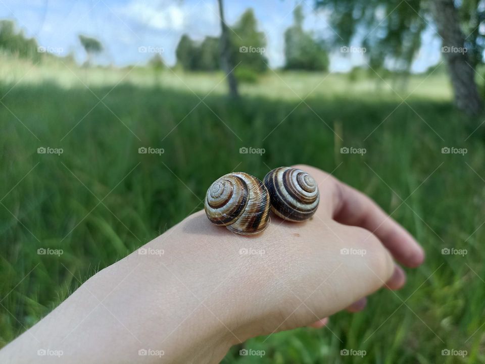 Caucasotachea vindobonensis is a species of medium-sized air-breathing land snail, a terrestrial pulmonate gastropod in the family Helicidae.