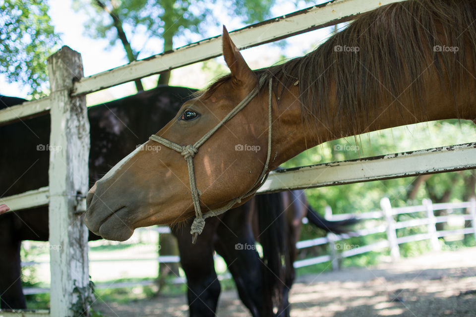 Horse on a farm.Sun and nature