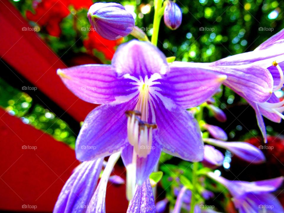 Purple trumpet flower macro