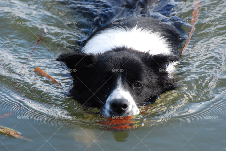 dog water swimming ball by invasion1973