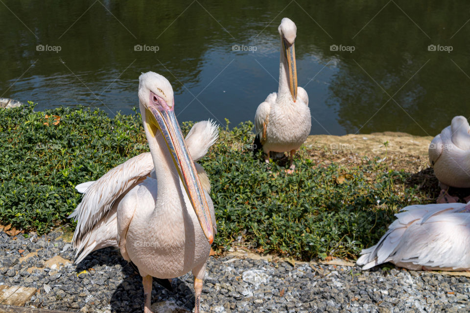 Pelicans in front of a lake looking at the camera