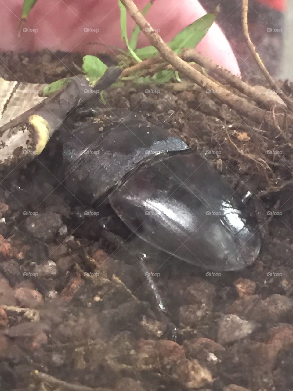 Big Beetle, Big Bug, Insect, Buried it’s Pinchers. It is eating a Banana Leaf. 