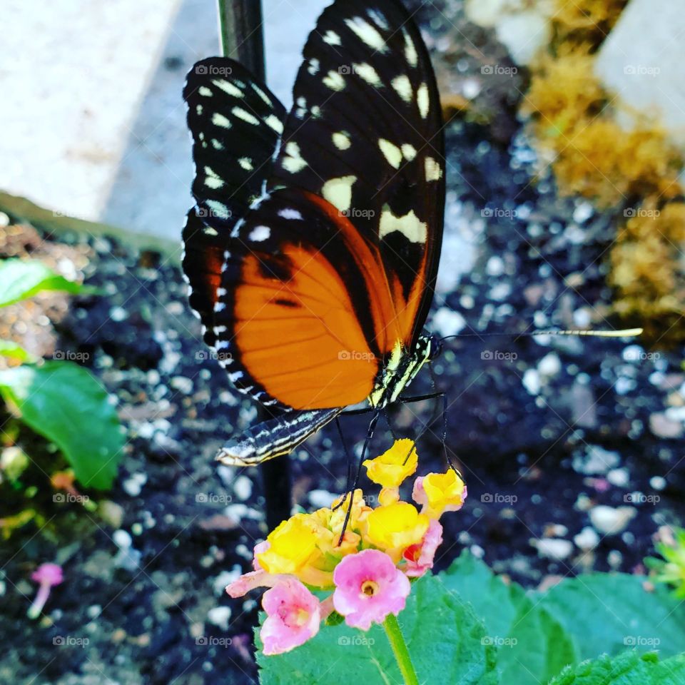 Pretty, delicate butterfly loving ona pretty flower.