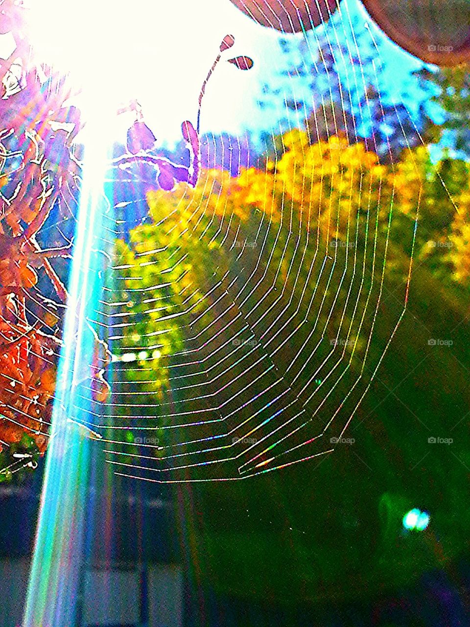 Sunlight through a Web