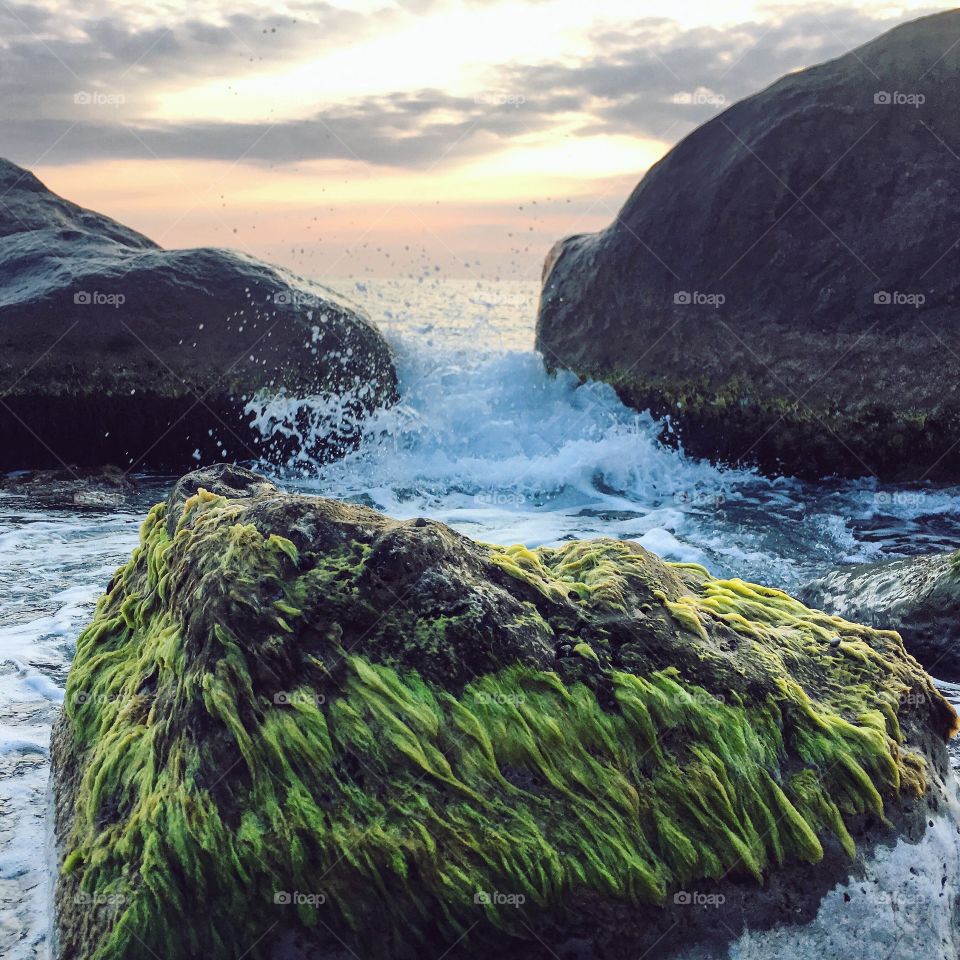 Algae covering the stone in the sea.  