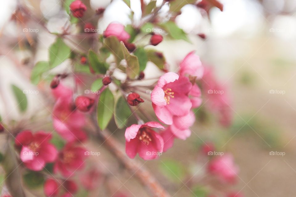 Spring flowers 