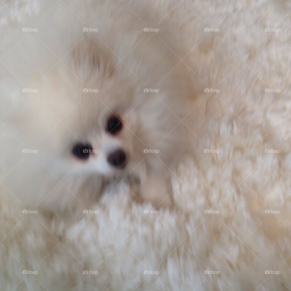 Pomeranian in rug