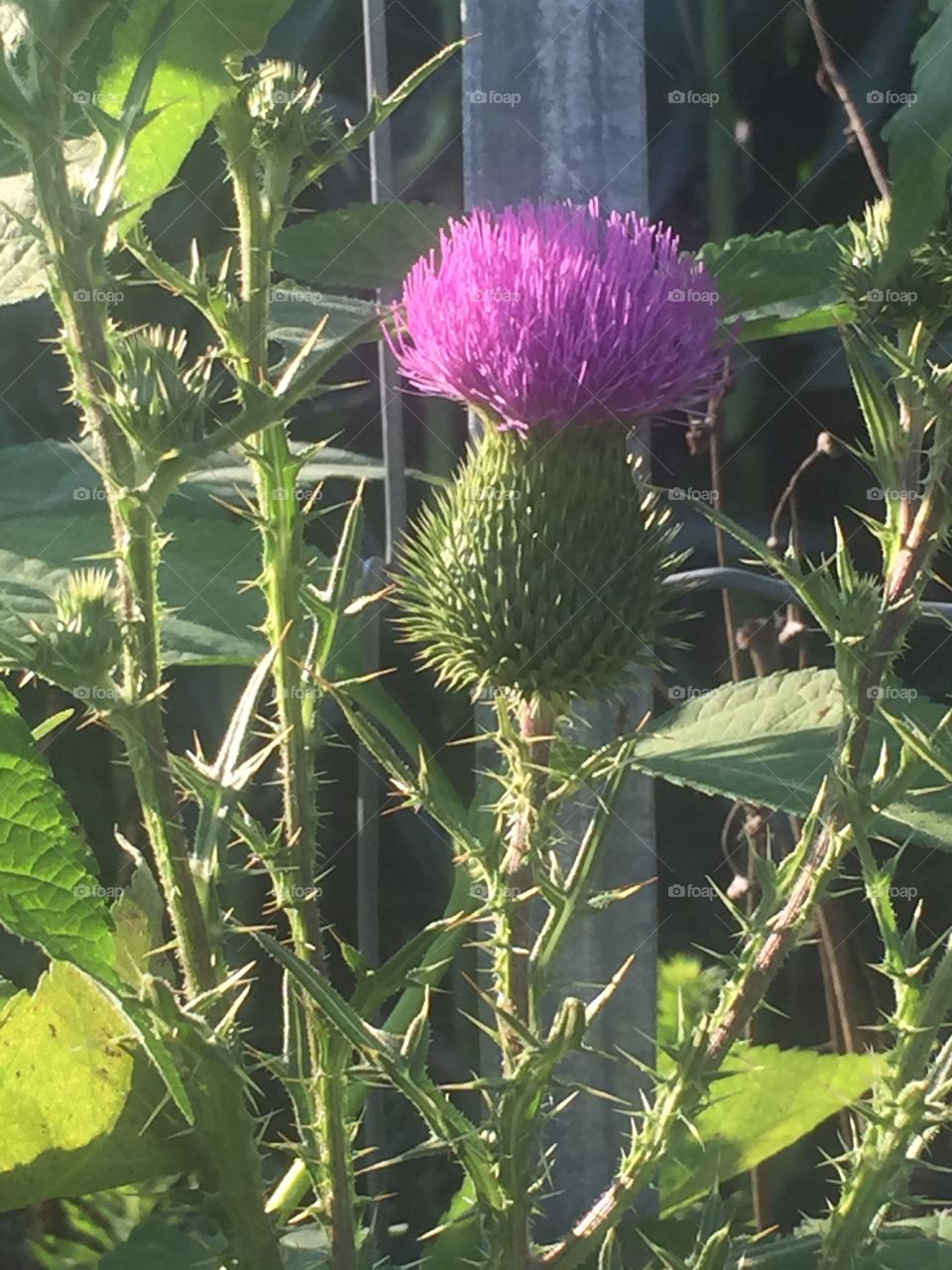 Thistle 