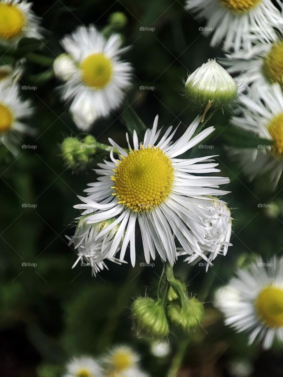 Macro photo of green grass growing in the garden